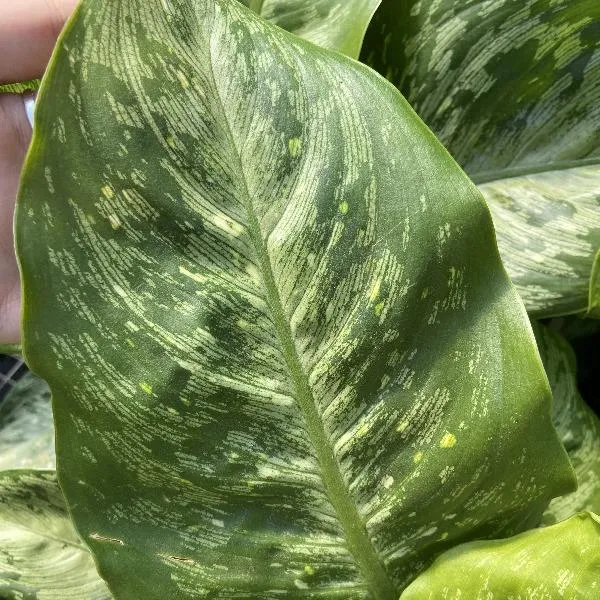 Dieffenbachia Memoria Corsii