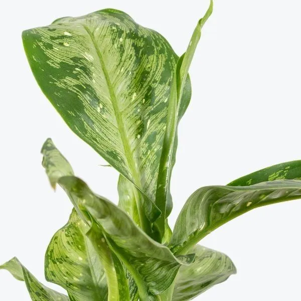Dieffenbachia Memoria Corsii